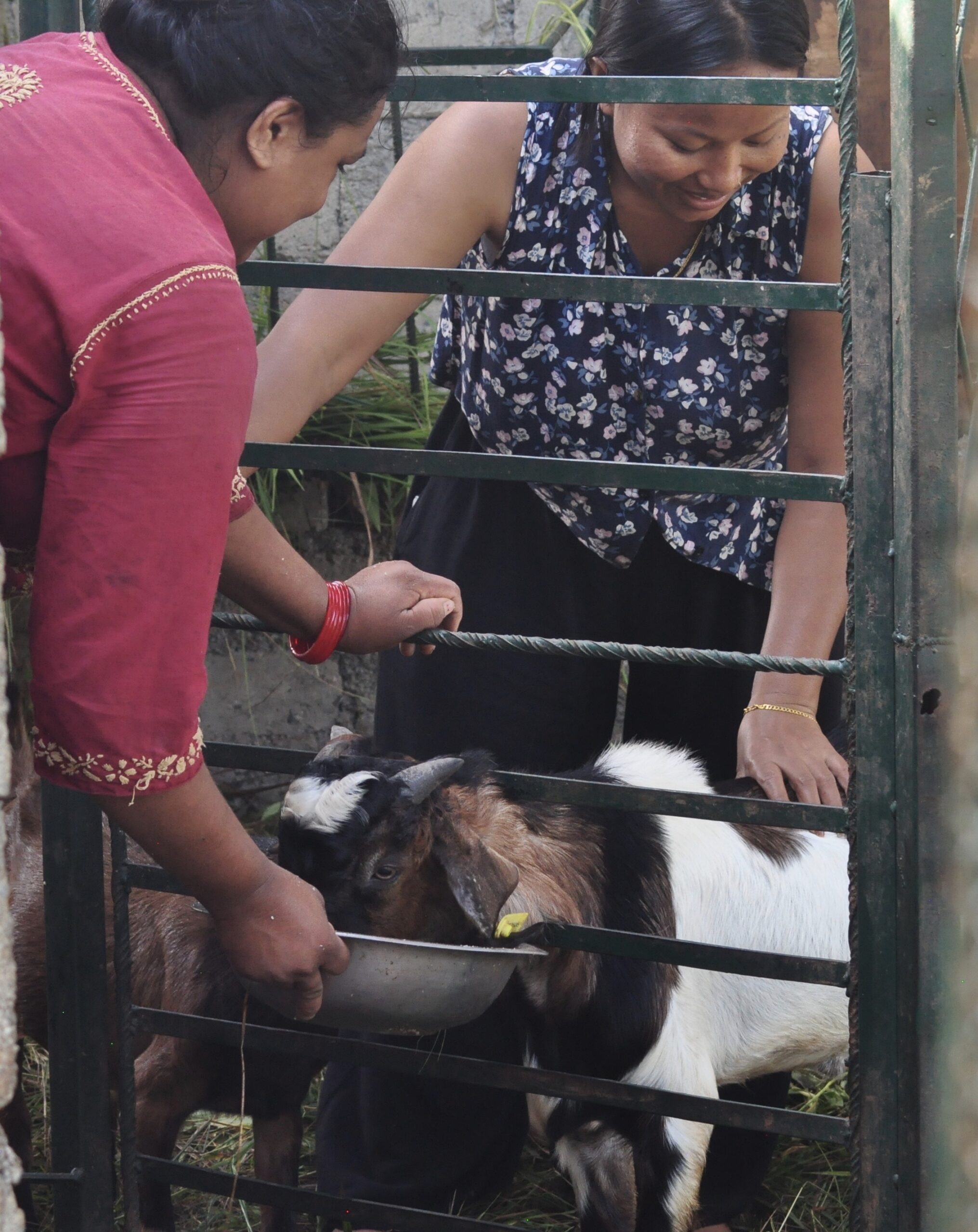 animal husbandry supports women to be independent
